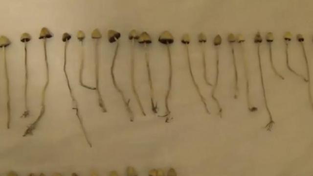 Ciupercile halucinogene ar putea trata depresia
