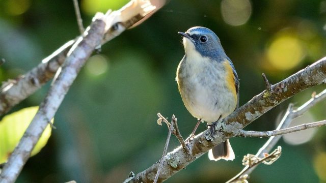 Măcăleandrul albastru, o nouă specie descoperită în fauna României