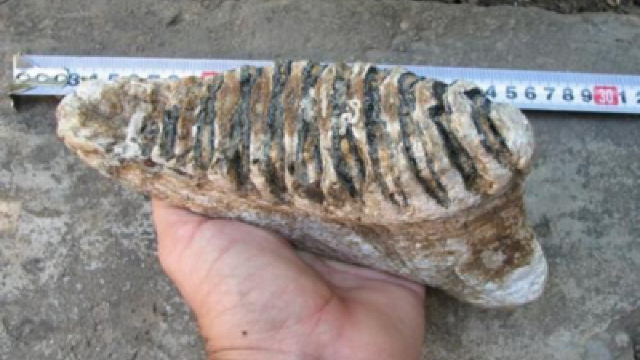 Într-o peșteră din zona Caransebeșului a fost descoperit un dinte de mamut