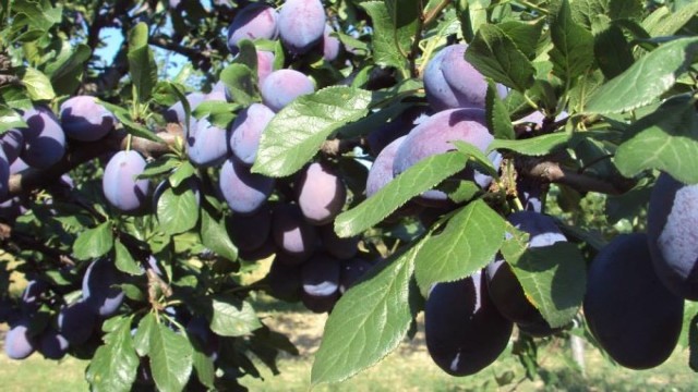 R.Moldova a depășit pentru prima dată cotele de export la prune 