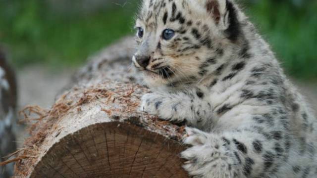 Doi pui de leopard al zăpezilor răniți au fost salvați în Tibet
