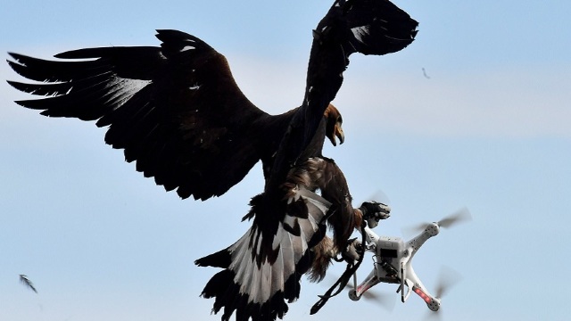 Poliția olandeză ”concediază” vulturii dresați să prindă drone