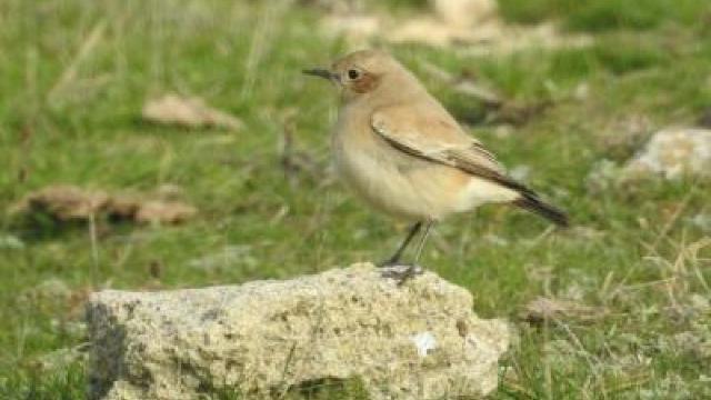 O nouă specie de pasăre a fost descoperită în fauna României - pietrarul de deșert