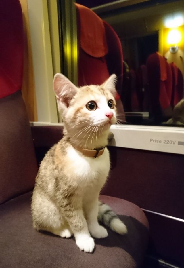 În Franța, o pisică pierdută s-a întors la stăpâna sa cu trenul
