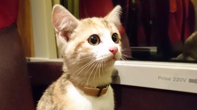 În Franța, o pisică pierdută s-a întors la stăpâna sa cu trenul
