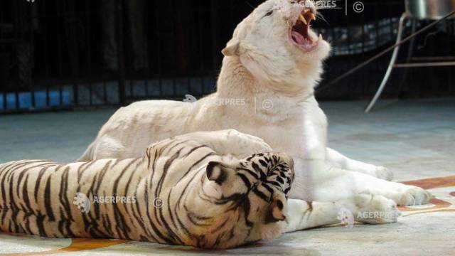 Doi tigri siberieni de la Circul Globus din București au ajuns la Grădina Zoologică din Pădurea Gârboavele