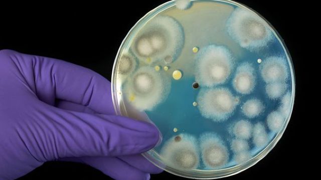 O nouă familie de antibiotice, descoperită în sol. Compușii naturali care pot vindeca maladii grave