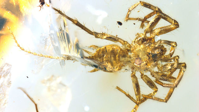 STUDIU | În urmă cu 100 de milioane de ani pe Pământ existau păianjeni cu coadă