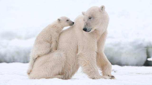 STUDIU | Urșii polari nu găsesc suficiente foci pentru a-și potoli foamea 