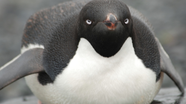 Un milion și jumătate de pinguini au reușit până acum să se ascundă de oameni, în Antarctica