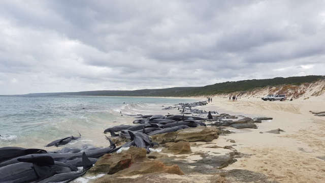Peste 150 de balene au eșuat pe o plajă din Australia de Vest; 135 dintre acestea au murit