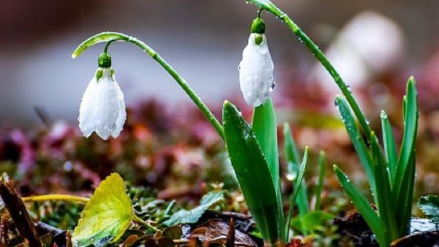 METEO | Vremea se va încălzi simțitor în următoarele zile