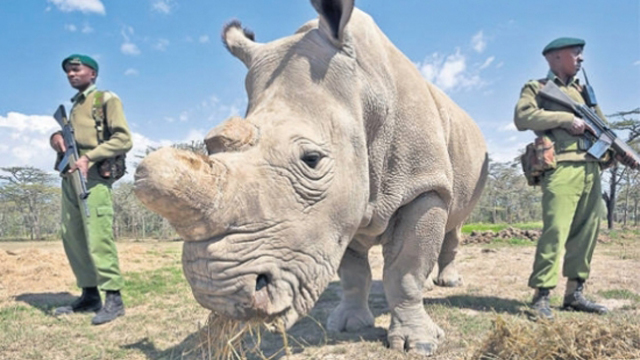 Ultimul exemplar mascul de rinocer alb nordic a murit în Kenya