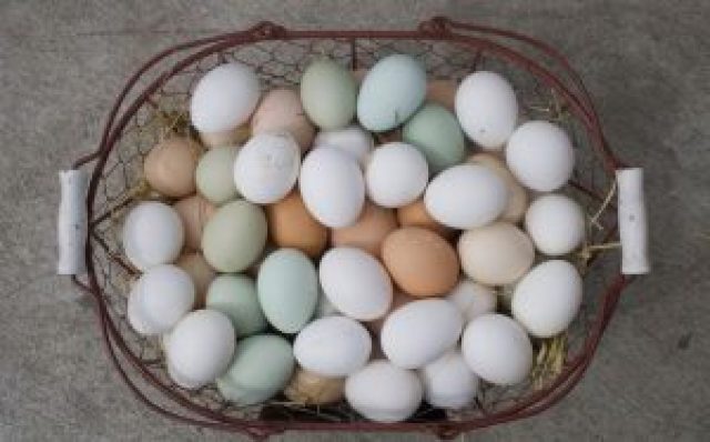 Lucruri inedite despre ouă
