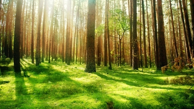 O pădure dedicată Centenarului Marii Uniri va fi plantată de silvicultorii din România și Republica Moldova
