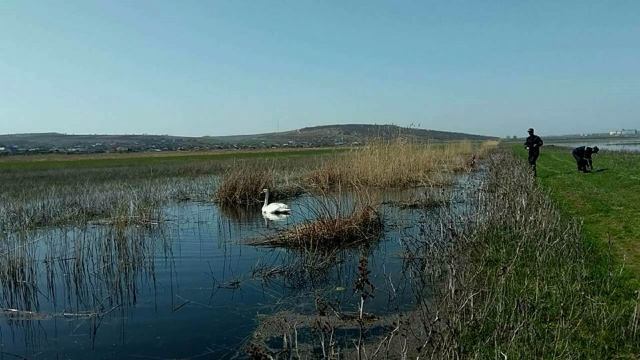 VIDEO | Pompierii din Căușeni, într-o misiune neobișnuită: au salvat o lebădă