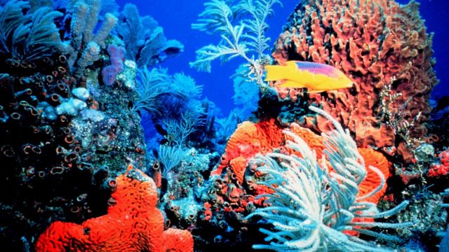 Australia anunță că va aloca sute de milioane de dolari pentru refacerea Marii Bariere de Corali