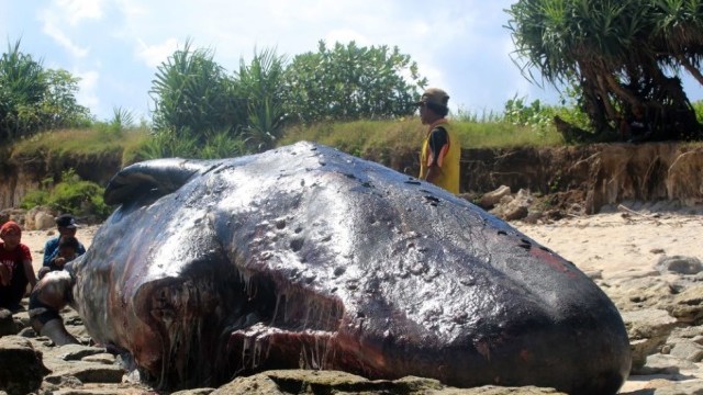 Cașalot găsit mort pe o plajă din Spaniei, din cauza ingerării a 29 de kg de deșeuri din plastic