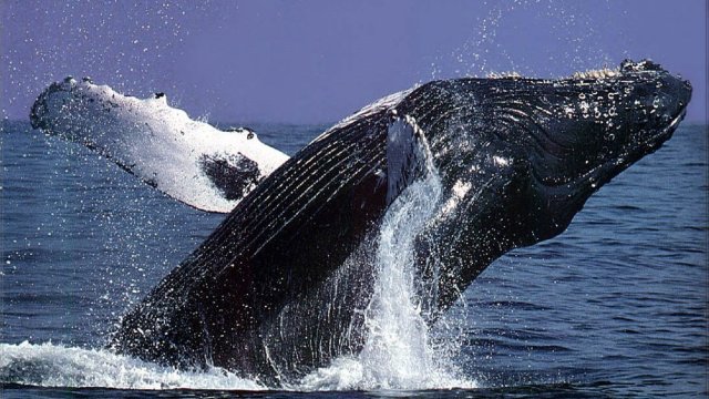 Islanda reia vânătoarea de balene rorqual după doi ani de pauză
