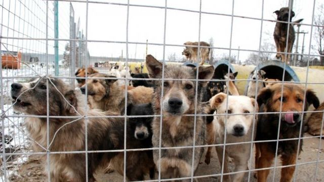 Primăria va aloca 300.000 de lei pentru sterilizarea animalelor fără stăpân din Chișinău
