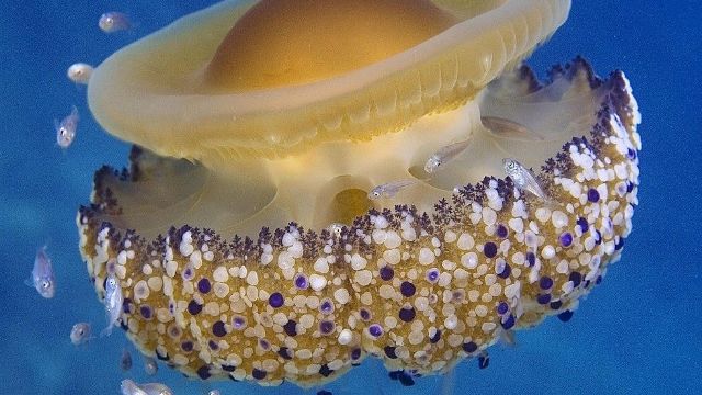 Europenii, sfătuiți să mănânce meduze, pentru a ține sub control populația acestor viețuitoare marine