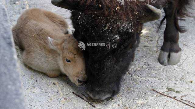 FOTO | O femelă de bizon alb s-a născut la grădina zoologică din Belgrad

