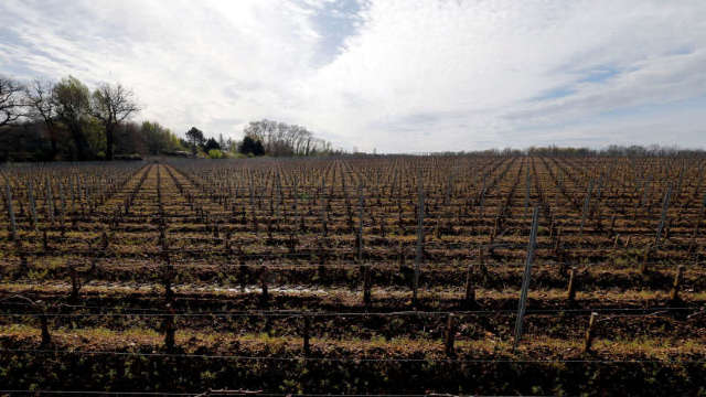 Grindina a provocat ravagii în regiunea viticolă Bordeaux