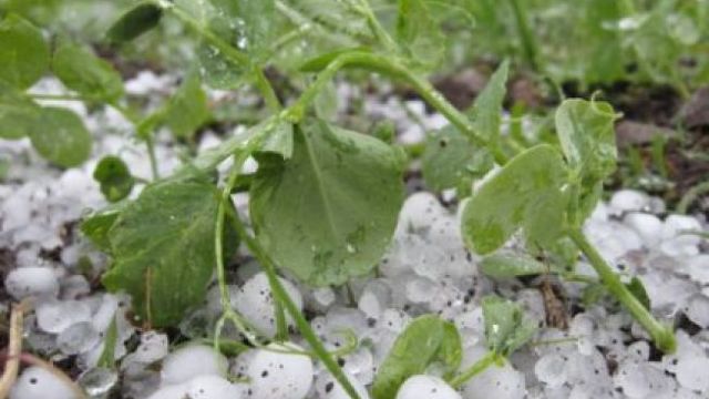 VIDEO | Ploaie cu grindină în raionul Căușeni