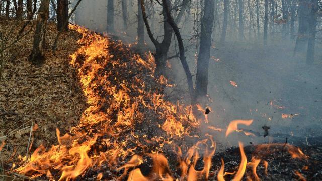 Arde padurea de pini din Rezervația Naturală Domogled. Pompierii luptă a patra zi cu focul 