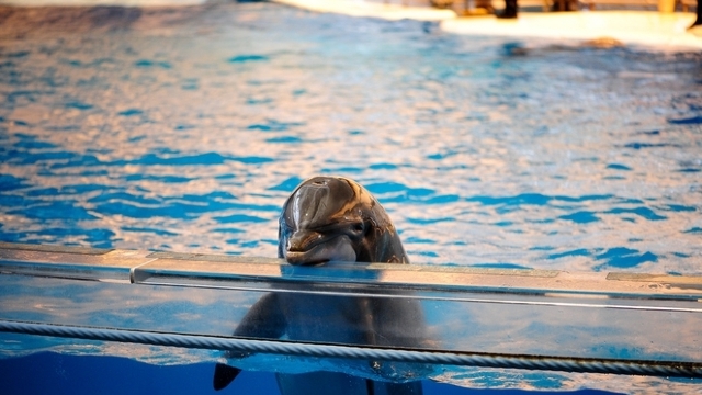 Cercetătorii francezi susțin că delfinii captivi sunt fericiți să interacționeze, cercetătorii britanici sunt de altă părere
