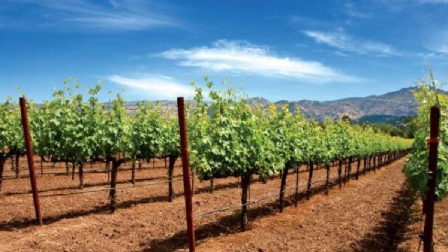 Pentru prima dată în istoria țării, investiții de peste 400 de mii de dolari în producerea materialului săditor viticol
