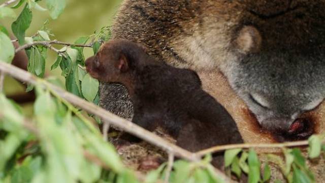 Premieră mondială | Prima naștere în captivitate a unui marsupial cuscus indonezian la o grădină zoologică 

