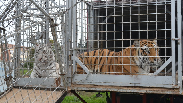 UPDATE | Felinele scăpate de la Zoo Eifel din Germania au fost găsite în incinta grădinii zoologice
