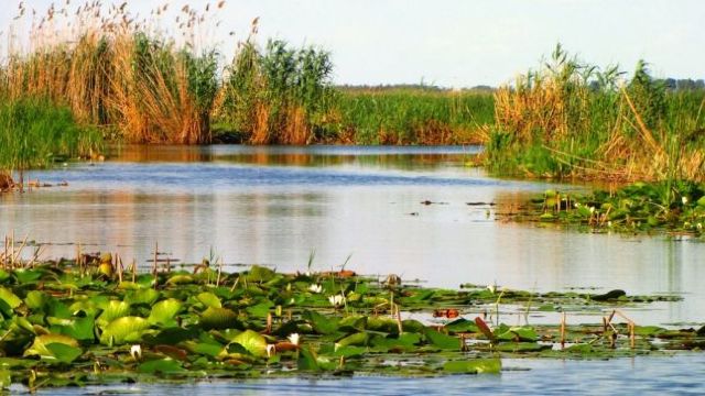 VIDEO | Cele 11 insule sălbatice din Delta Dunării
