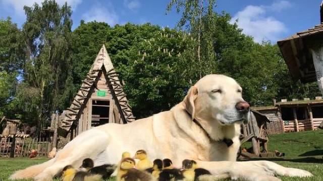 FOTO | Un labrador a adoptat nouă pui de rață
