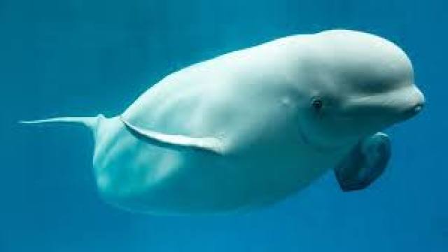 Primul sanctuar din lume dedicat delfinilor albi, creat într-un golf din Islanda