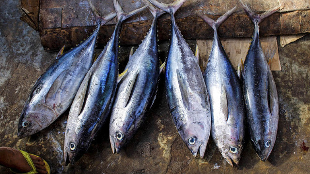 Somalia exportă din nou pește în Kenya, după 30 de ani de pauză
