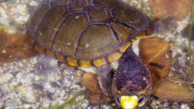 O nouă specie de țestoasă a fost descoperită în Mexic
