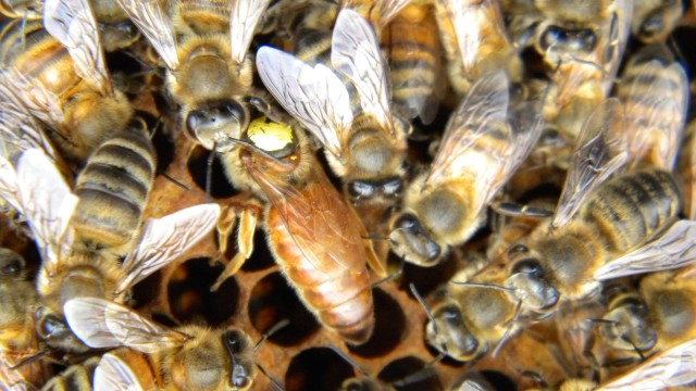 Albinele au întrerupt un miting electoral din Columbia, zeci de persoane au fost înțepate iar 15 au ajuns la spital
