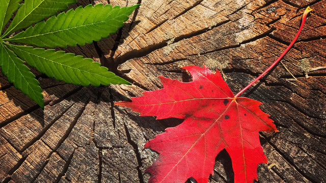 Senatul canadian votează pentru legalizarea canabisului
