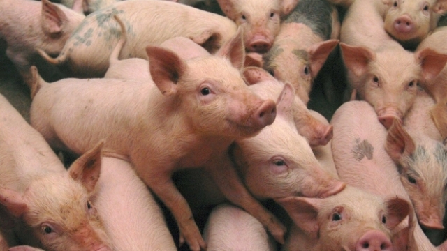 Guvernul anunță un plan privind combaterea și neadmiterea răspândirii pestei porcine africane