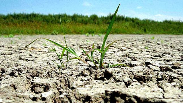 Țara din UE care a decretat stare de calamitate agricolă din cauza secetei