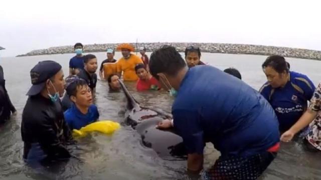 Thailanda | O balenă a murit din cauză că înghițise peste 80 de pungi de plastic