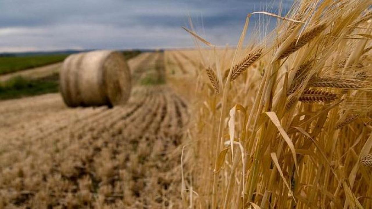 Работа пшеничное. Зерноводство в Молдове. Растениеводство. Сельское хозяйство. Поле с культурами.