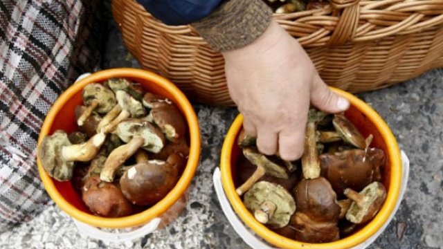 Ministerul Sănătății avertizează populația privind consumul de ciuperci