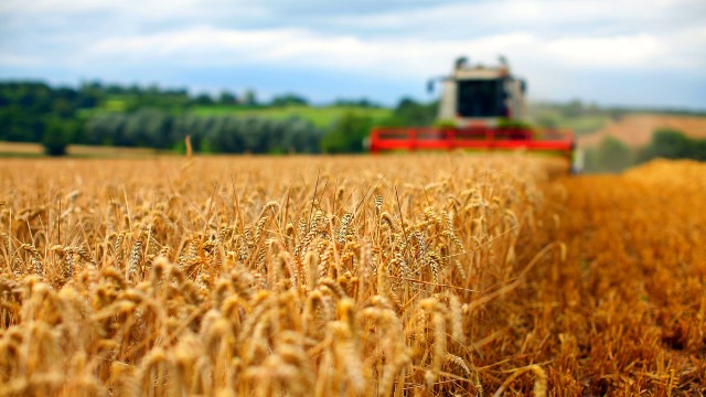 Recolta redusă, din cauza ploilor, nu poate provoca o criză de grâu în Republica Moldova, afirmă autoritățile