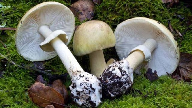 Avertisment, una dintre cele mai toxice ciuperci din lume crește în zona R.Moldova 