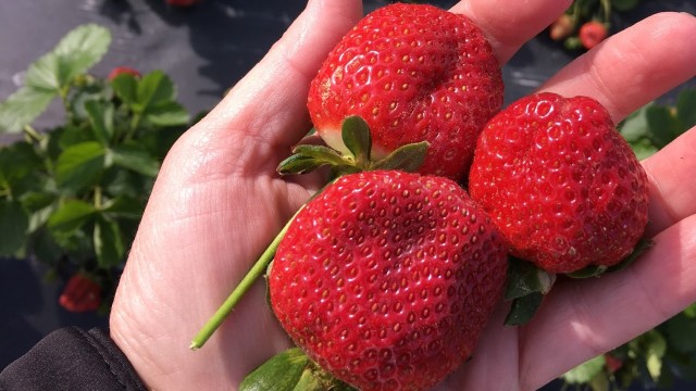 Căpșuni și zmeură din SUA, soiuri roditoare cu 1,5 kg de producție la o plantă 