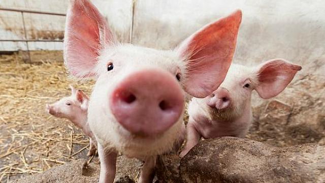 România | Autoritățile au intensificat măsurile pentru a împiedica răspândirea pestei porcine africane
