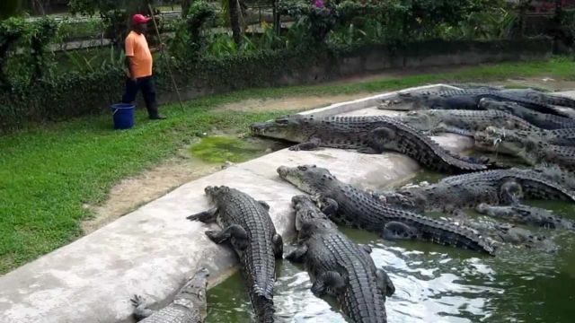 O mulțime de furioși au ucis 300 de crocodili într-o crescătorie din Indonezia 